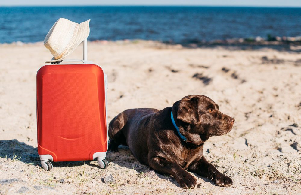 Viajando con tu perro a tierra caliente: cuidados y recomendaciones